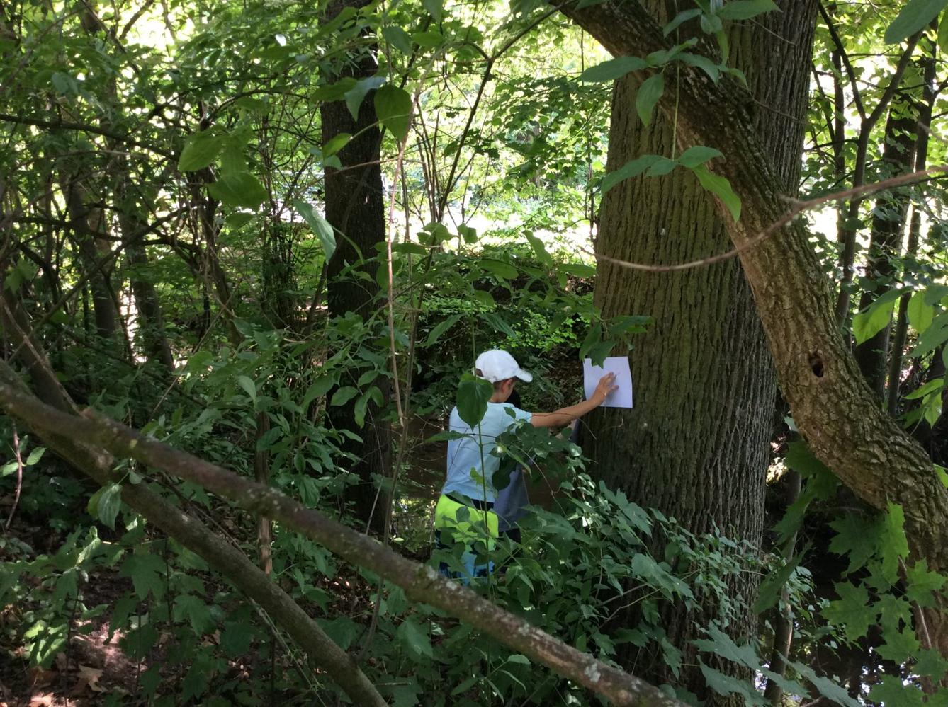 SVÁTEK  STROMŮ - 6