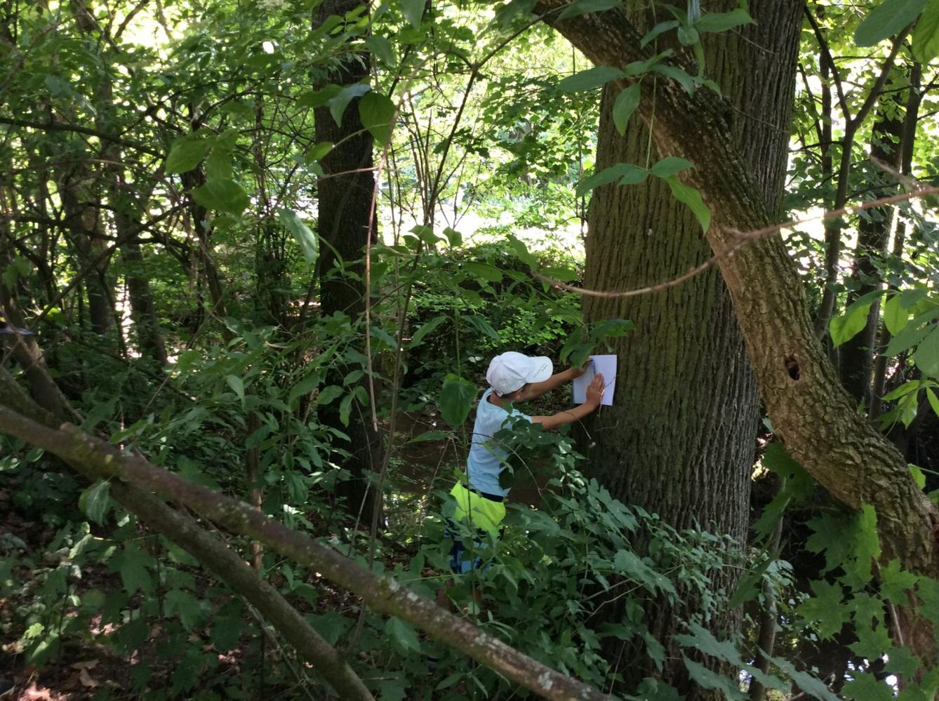 SVÁTEK  STROMŮ - 7