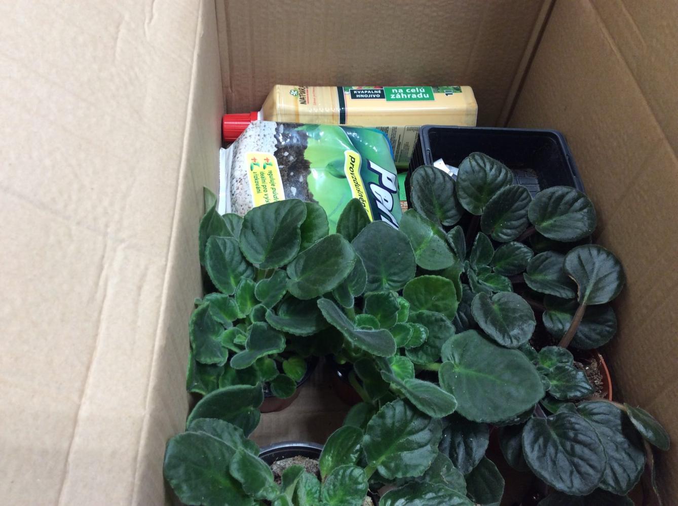 II. ODDĚLENÍ  Únor - 71