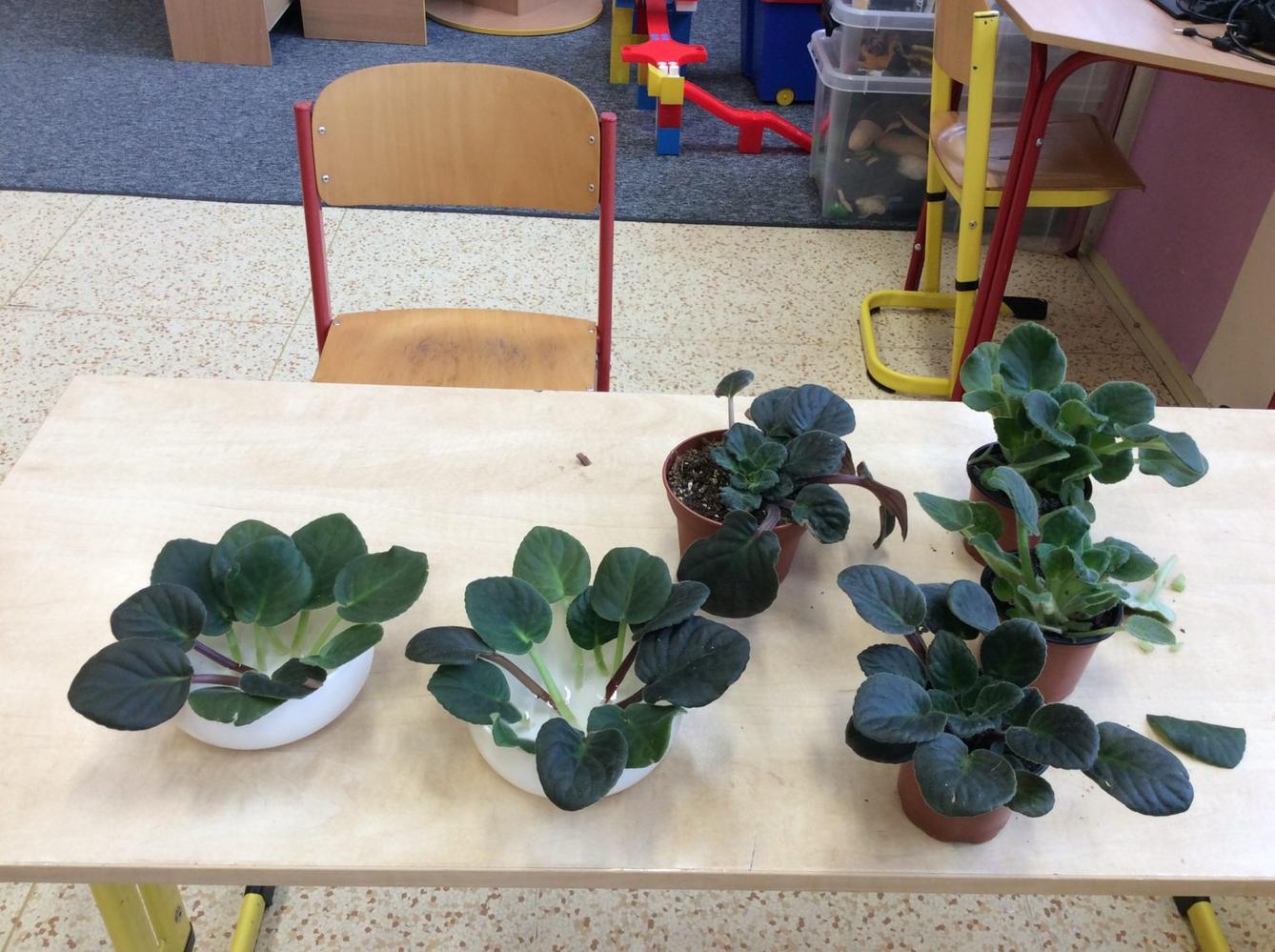 II. ODDĚLENÍ  Únor - 80