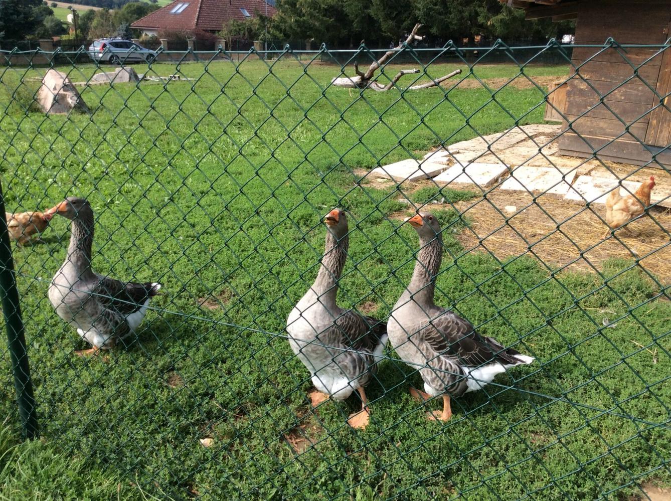 II.oddělení ZÁŘÍ - 21