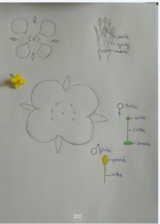 Rozbor květu - 4