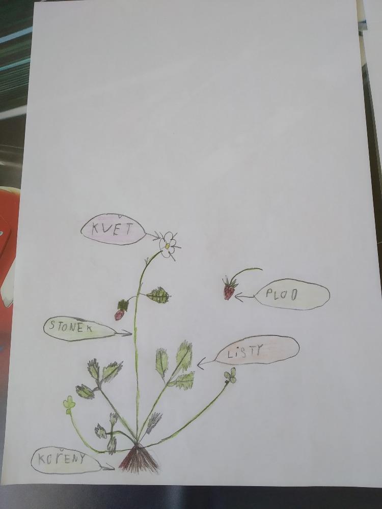 Výstupy druháčků z domácího učení 6. 4. - 9