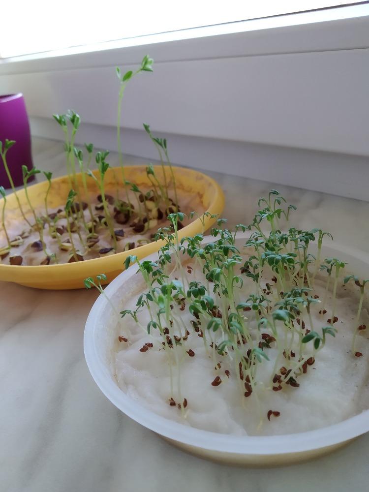 Výstupy druháčků z domácího učení 6. 4. - 8