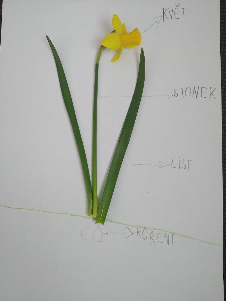 Aktivity druháčků v rámci domácího učení - 10