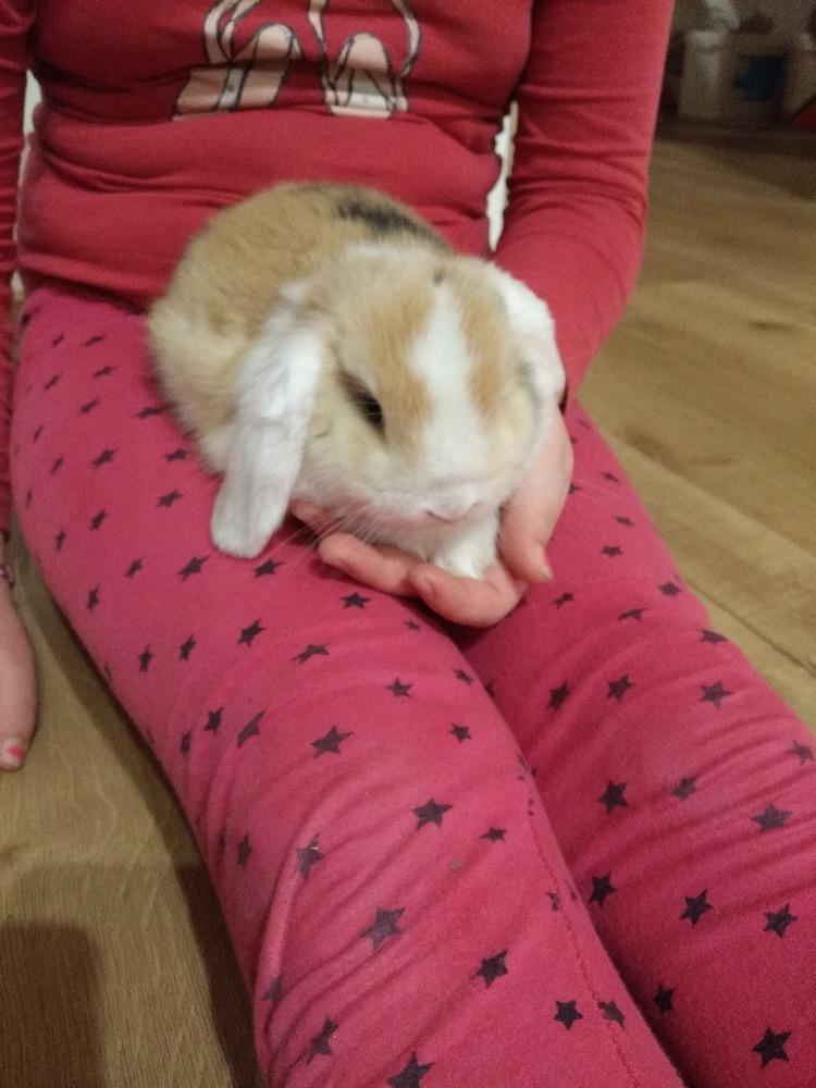 Distanční výuka ve třetí třídě 26. 2. - 24