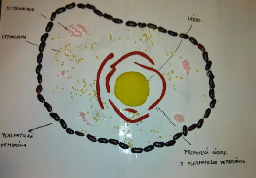 Ukázka buněk našich šesťáků - 4