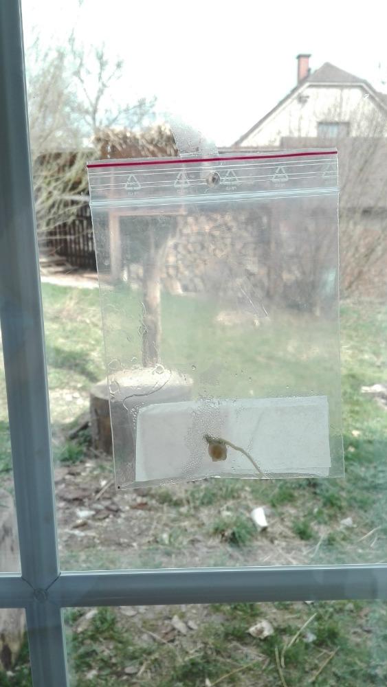 Výstupy druháčků z domácího učení 14. 4. - 17