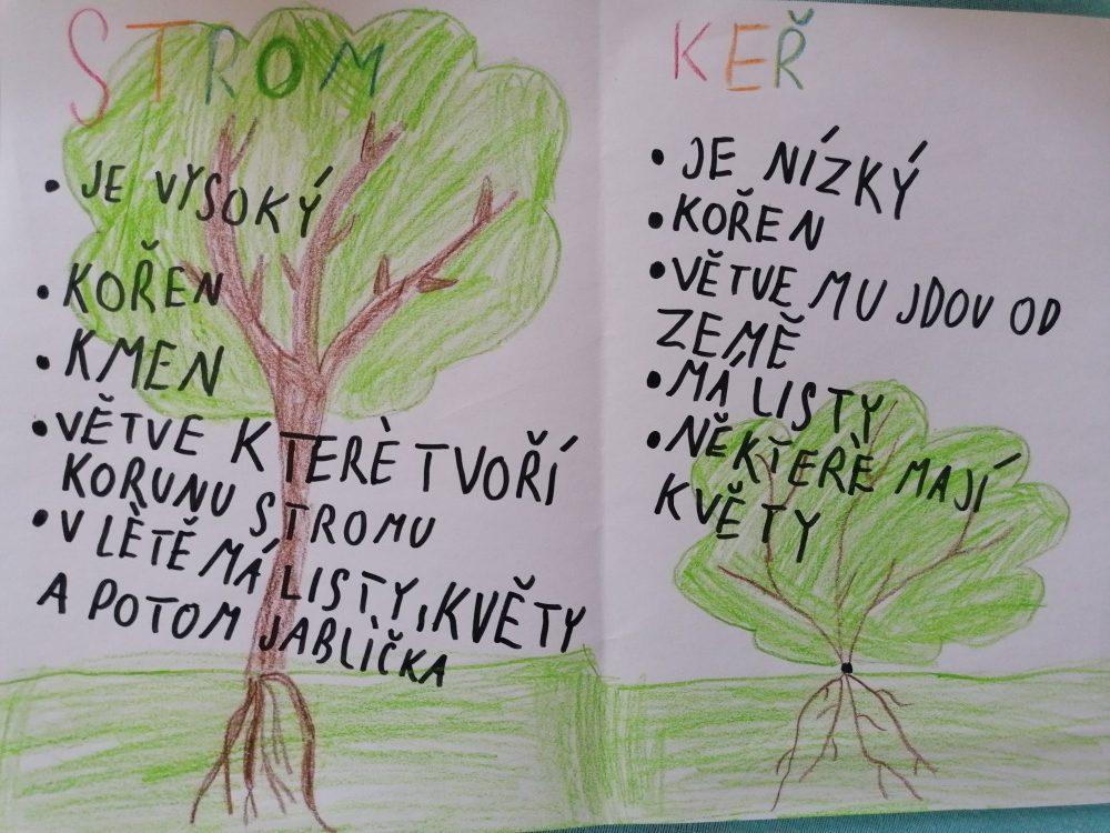 Výstupy druháčků z domácího učení 8. 4. - 14