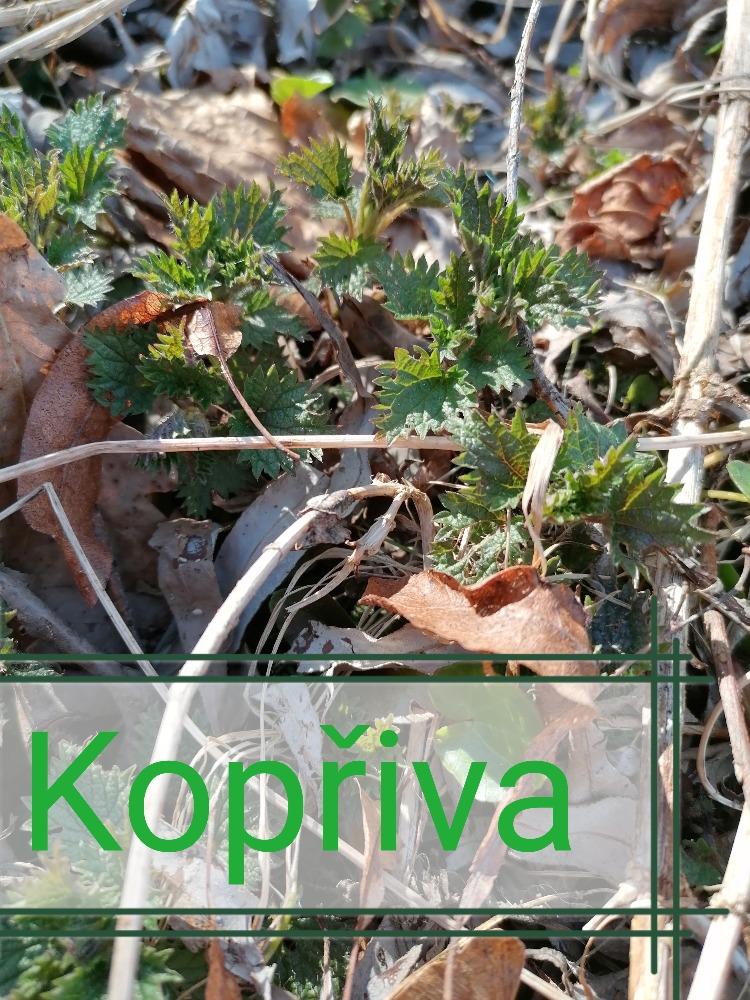 Distanční výuka ve třetí třídě 16. 4. - 25