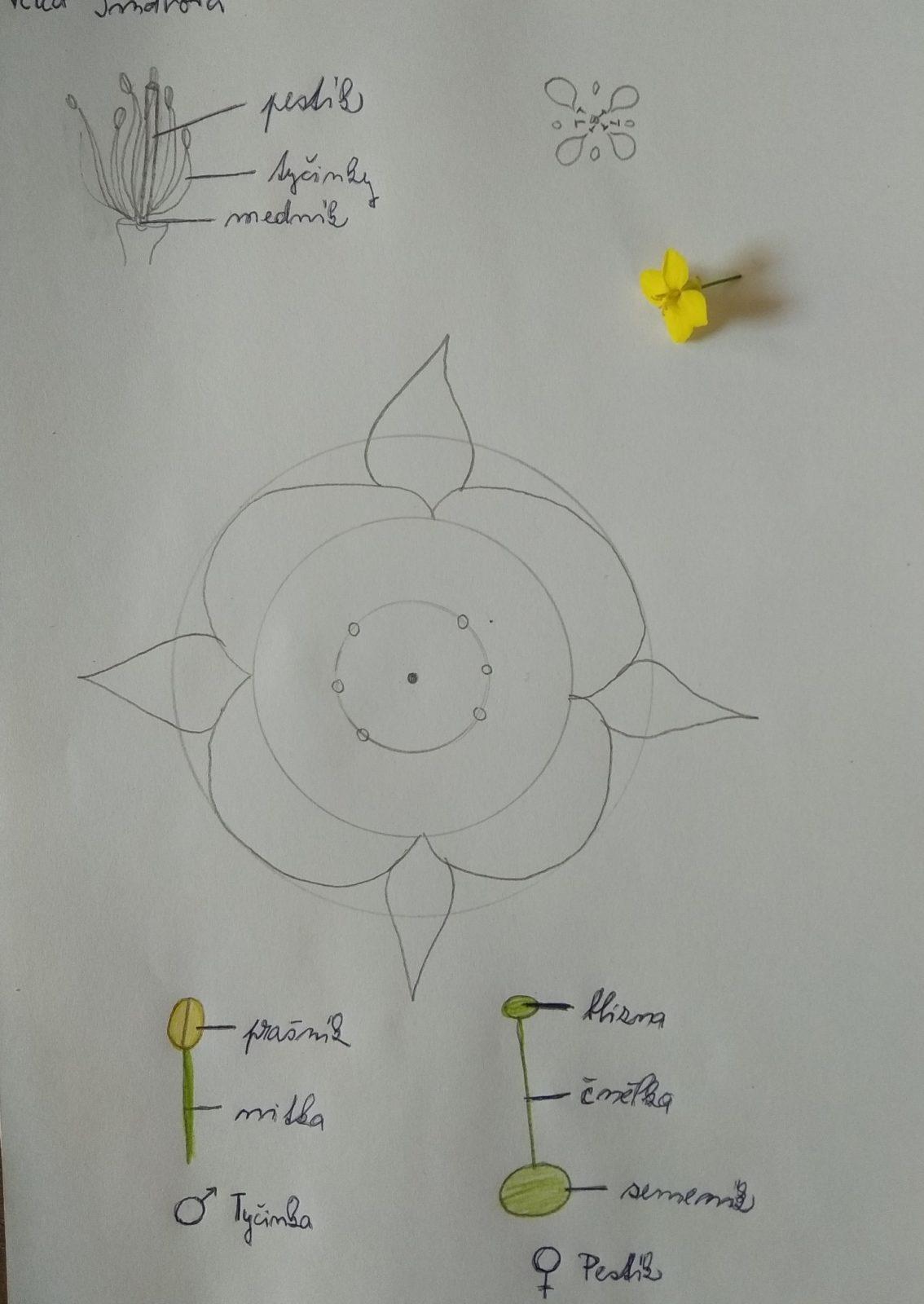 Rozbor květu - 7