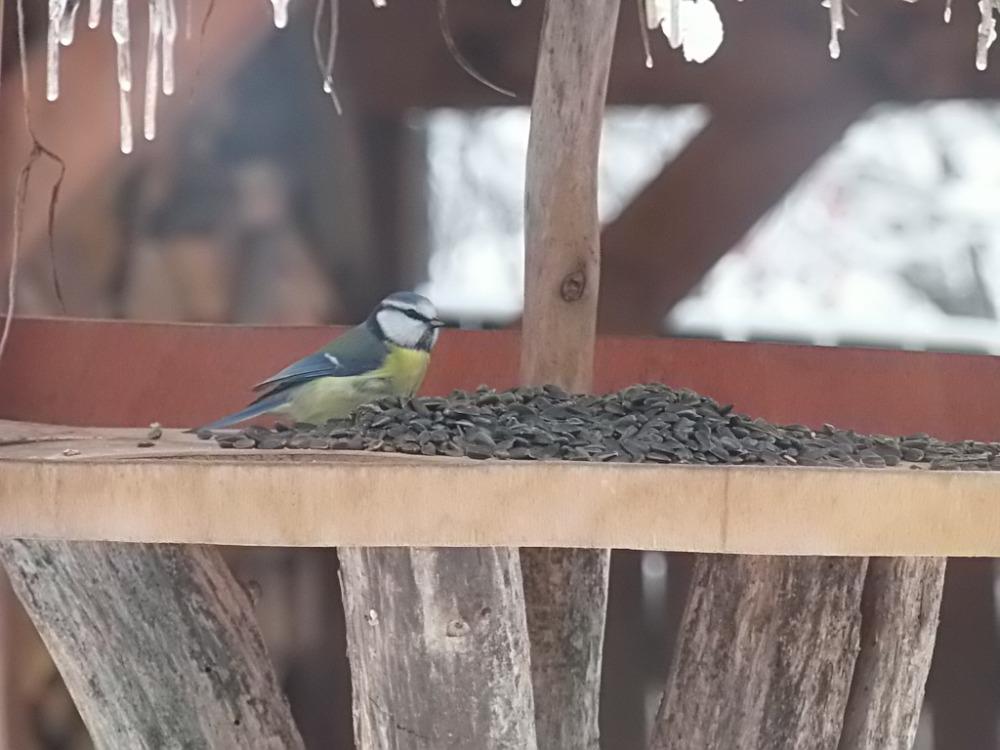 Nejkrásnějších 20 snímků z "Ptačí hodinky" - 16