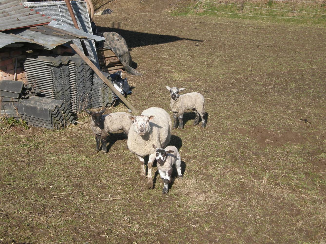 Výprava druháčků za jehňaty - 2