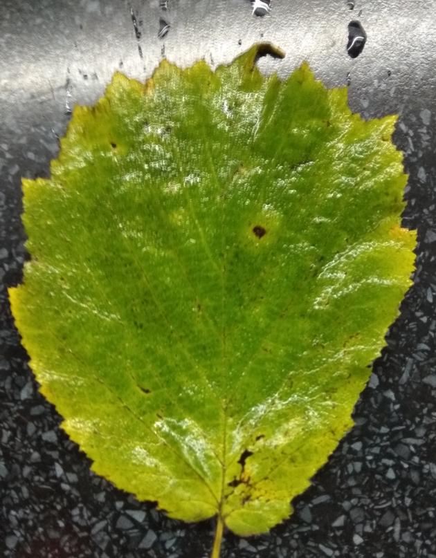 Laboratorní práce FOTOSYNTÉZA v 6.třídě - 1