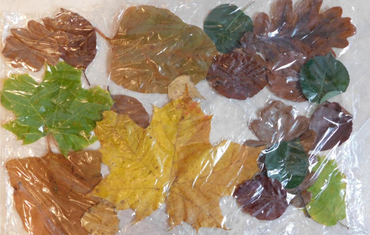 Laboratorní práce FOTOSYNTÉZA v 6.třídě - 2