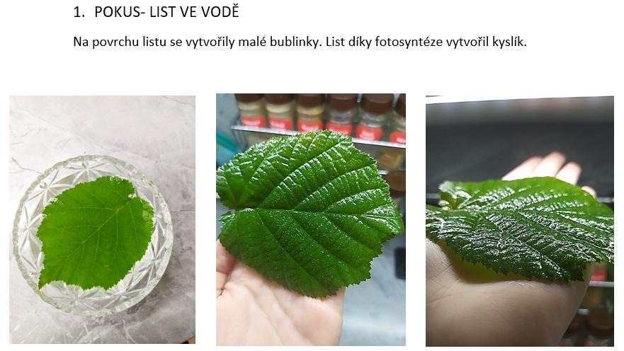 Laboratorní práce FOTOSYNTÉZA v 6.třídě - 6