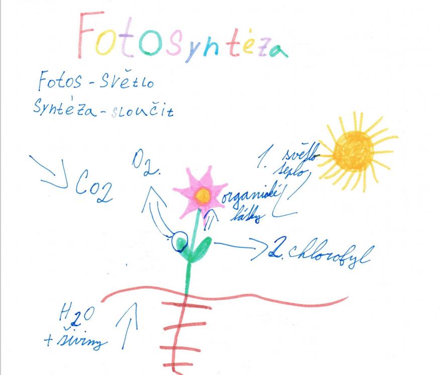 Laboratorní práce FOTOSYNTÉZA v 6.třídě - 12