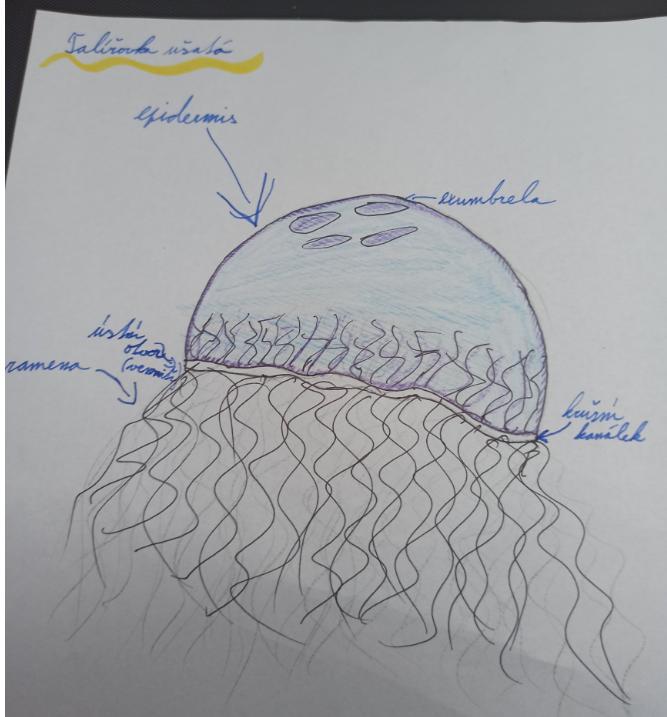 Přírodopis v 6. třídě - 7