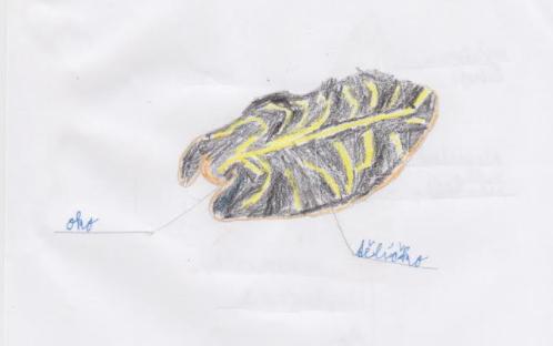 Přírodopis v 6. třídě - 10