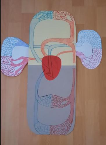 Biologie člověka - 8. třída - 9