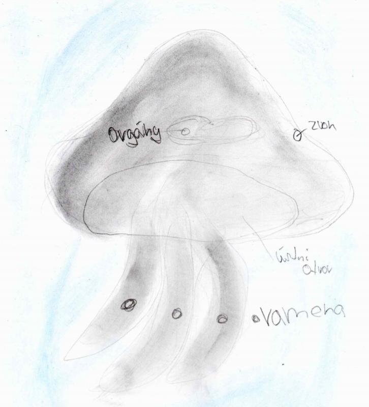 Přírodopis v 6. třídě - 12