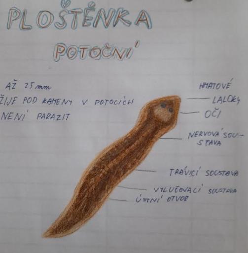 Přírodopis v 6. třídě - 13