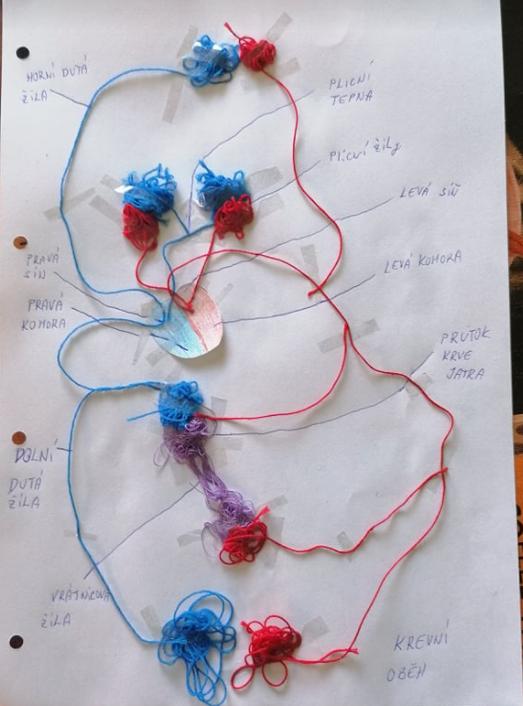 Biologie člověka - 8. třída - 11