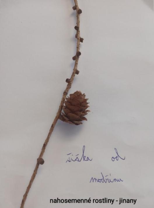 Taxonomie rostlin - sedmáci - 7