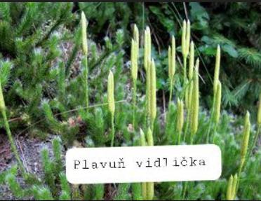 Taxonomie rostlin - sedmáci - 8