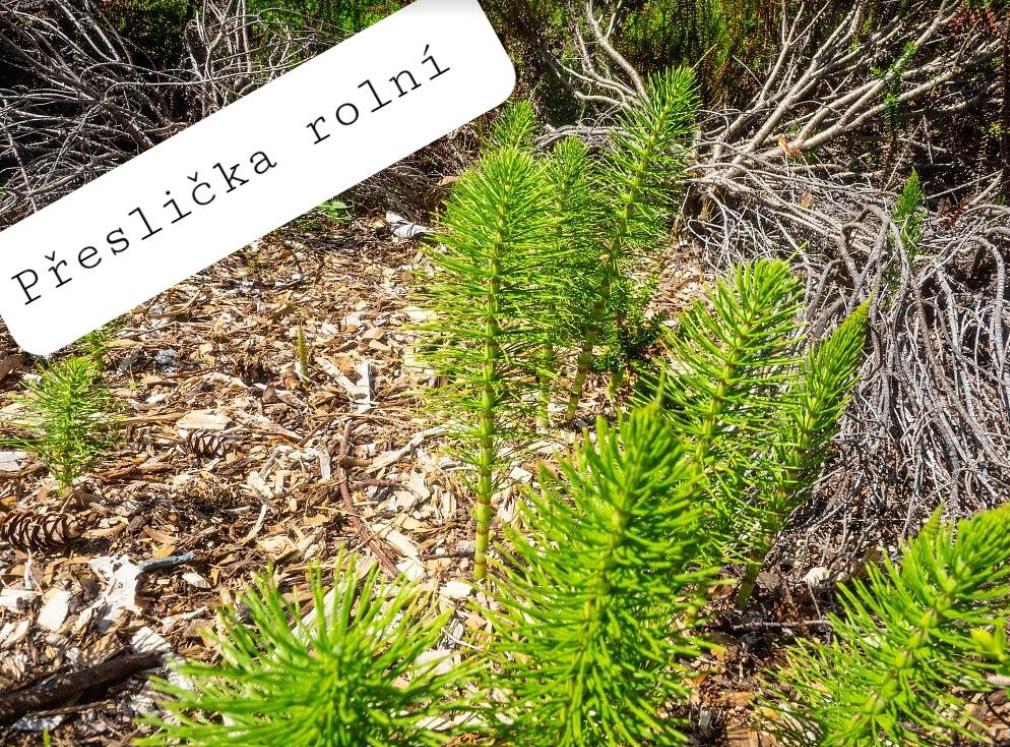 Taxonomie rostlin - sedmáci - 10