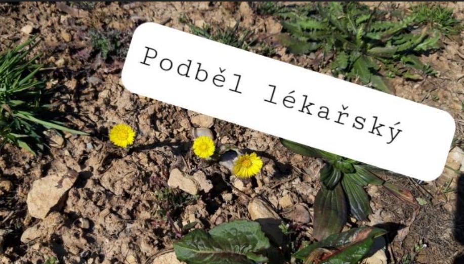 Taxonomie rostlin - sedmáci - 11