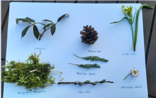 Taxonomie rostlin - sedmáci - 12