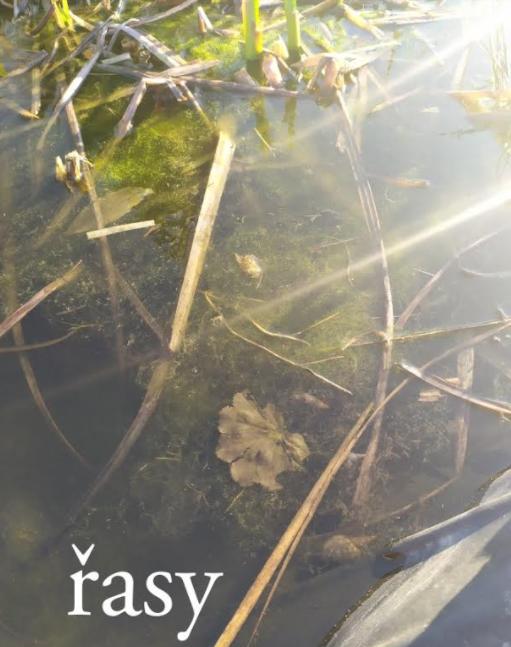 Taxonomie rostlin - sedmáci - 18