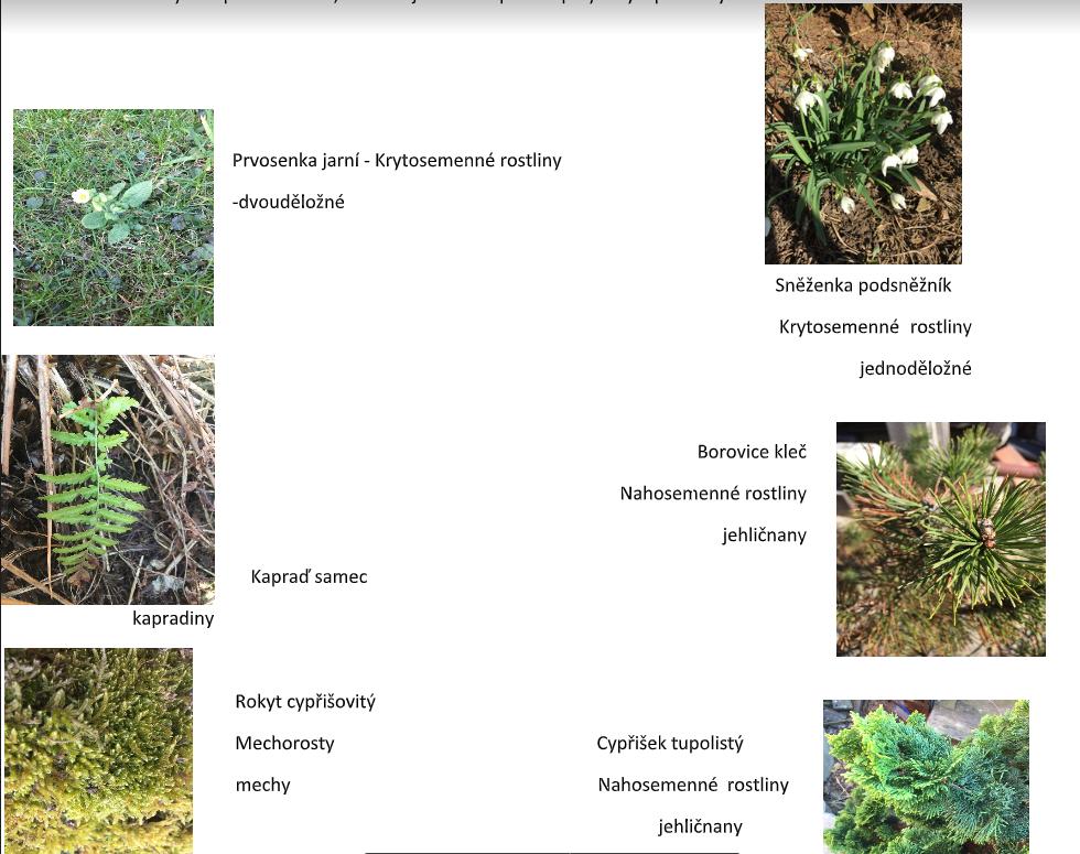 Taxonomie rostlin - sedmáci - 20