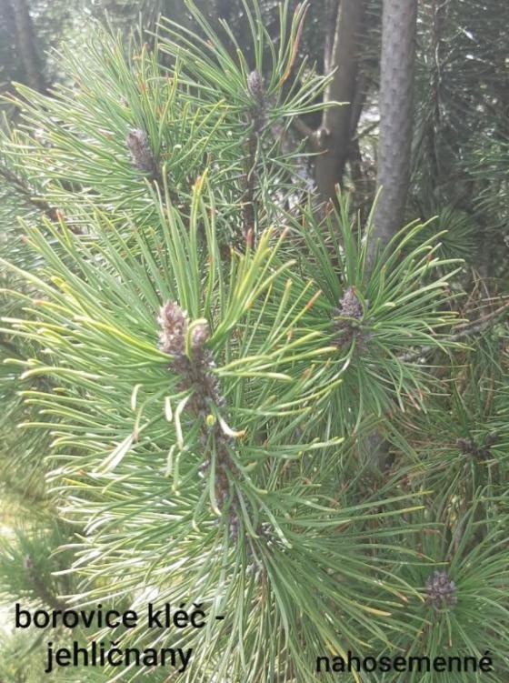 Taxonomie rostlin - sedmáci - 22