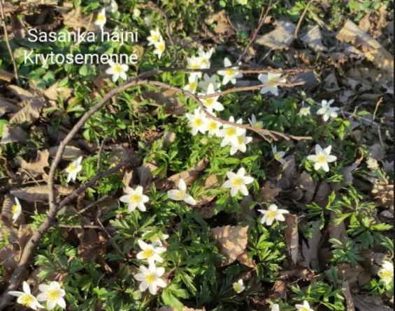 Taxonomie rostlin - sedmáci - 25