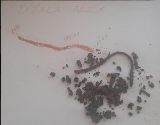 Pozorování žížaly - 6. třída - 4