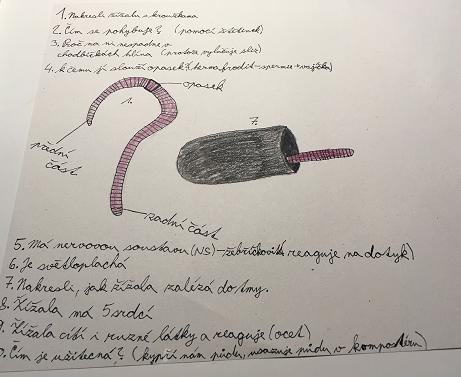 Pozorování žížaly - 6. třída - 5
