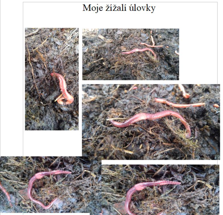 Pozorování žížaly - 6. třída - 6