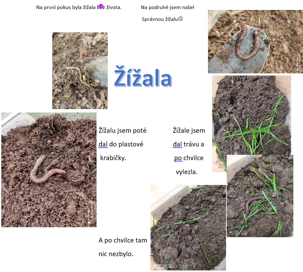 Pozorování žížaly - 6. třída - 7