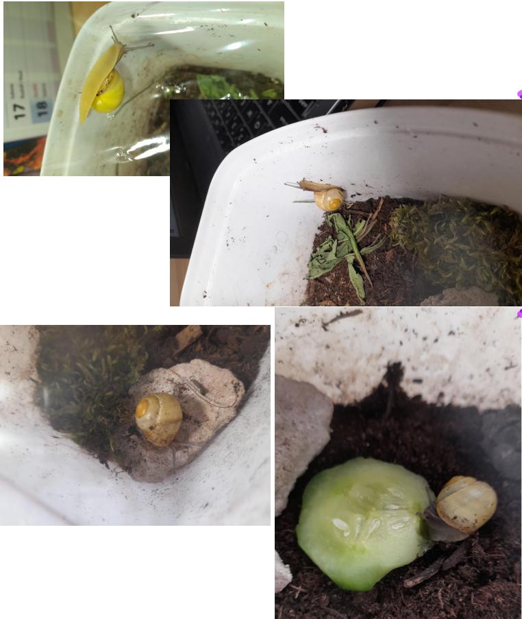 Projekt "Hlemýžď" v 6. třídě - 8