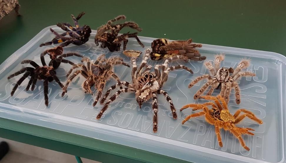 Přednáška o exotických zvířatech - 6