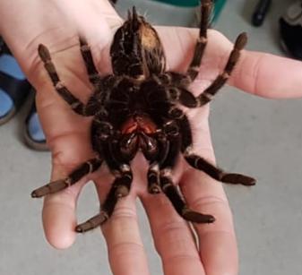 Přednáška o exotických zvířatech - 12