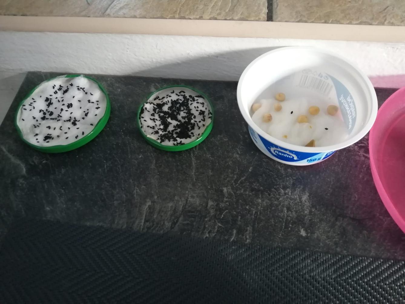 Aktivity druháčků v rámci domácího učení - pokračování - 12