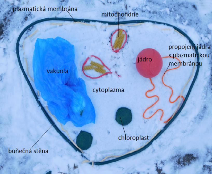 Ukázka buněk našich šesťáků - 7
