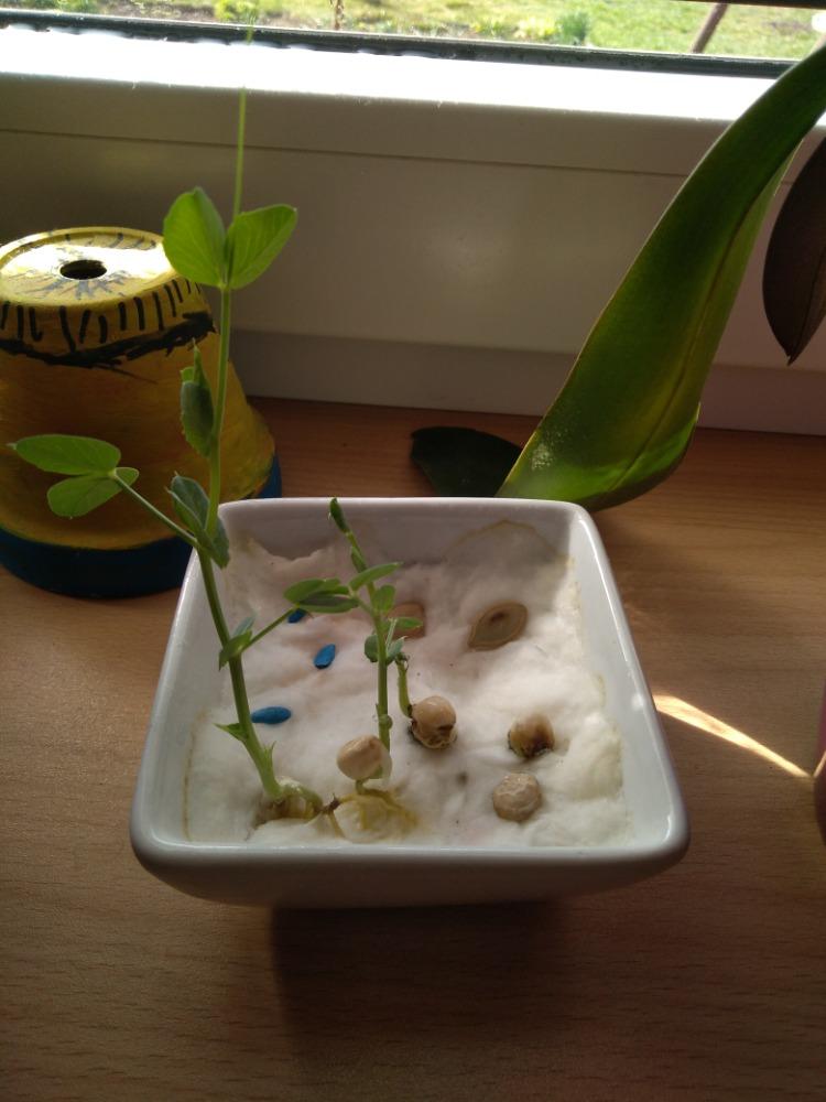 Výstupy druháčků z domácího učení 16. 4. - 15