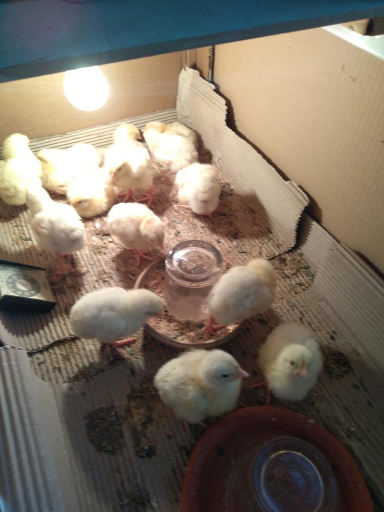 Výstupy druháčků z domácího i školního učení 2. 6. - 25