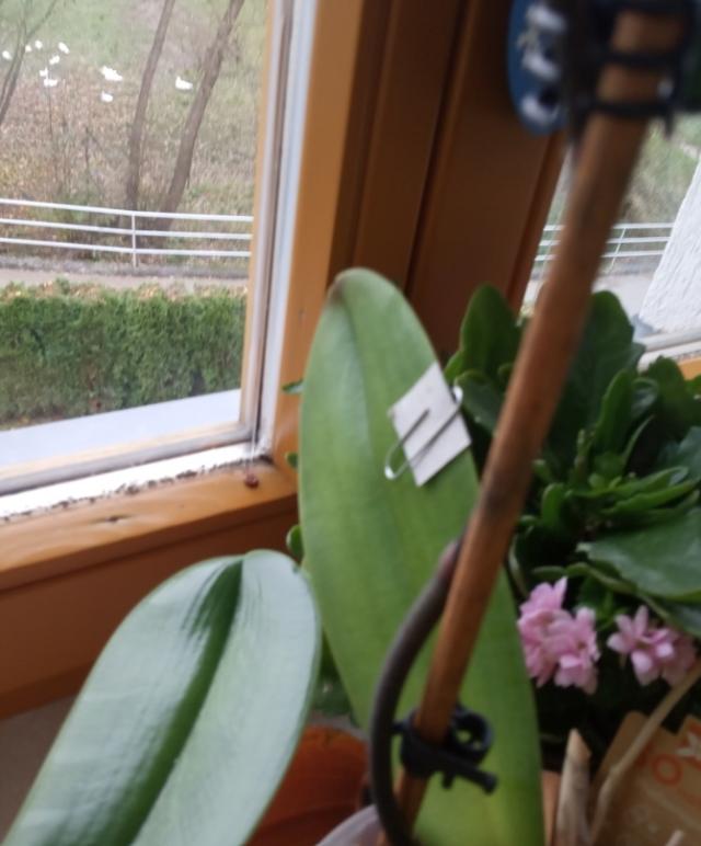 Laboratorní práce FOTOSYNTÉZA v 6.třídě - 20