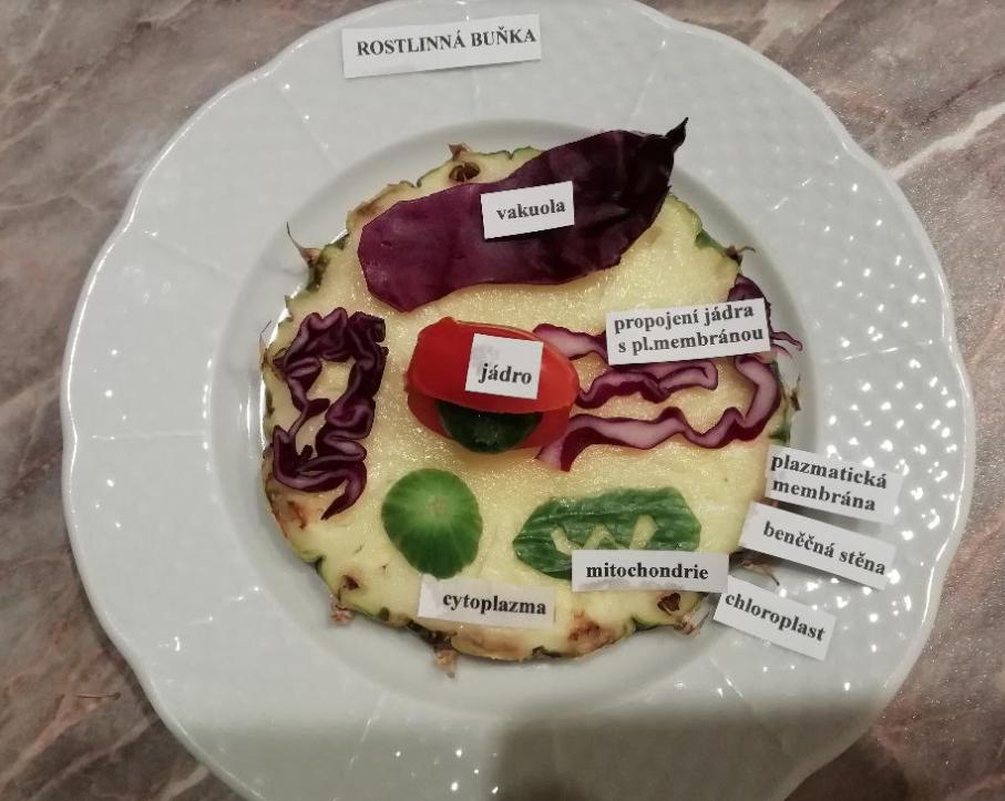 Ukázka buněk našich šesťáků - 11