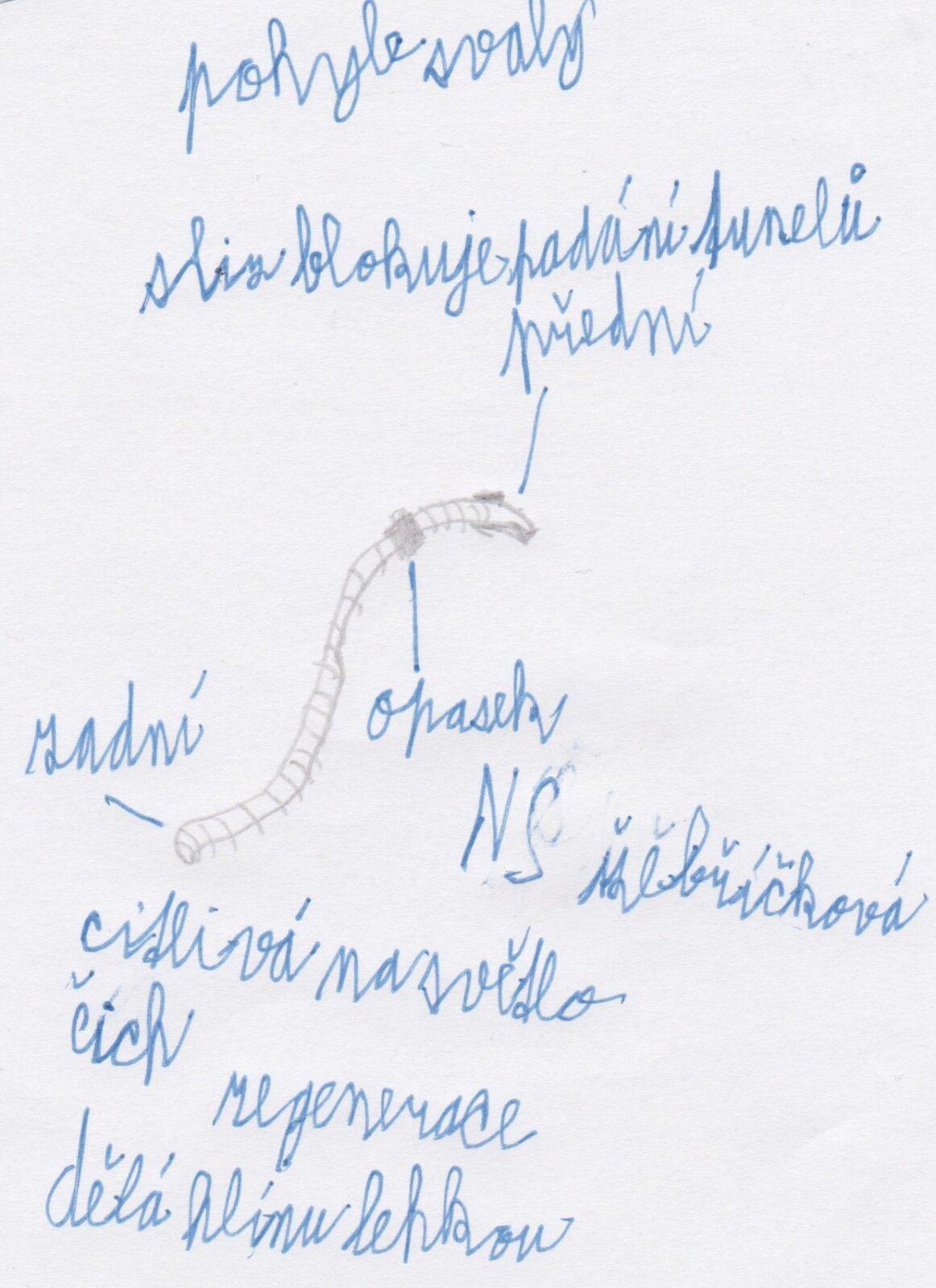 Pozorování žížaly - 6. třída - 8